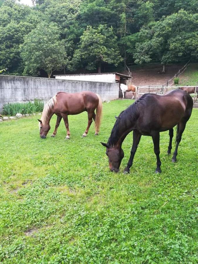 Azienda Agrituristica Scotti Сомма-Ломбардо Экстерьер фото
