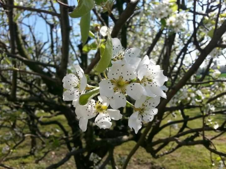 Azienda Agrituristica Scotti Сомма-Ломбардо Экстерьер фото